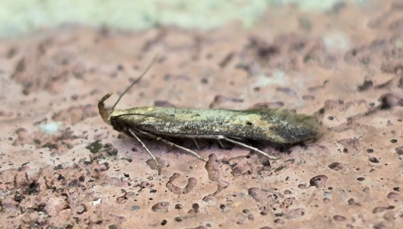 Photo of Meadow Neb (Metzneria metzneriella)